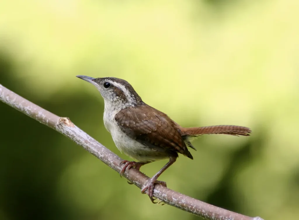 Carolina Wrens