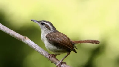 Carolina Wrens Looking for Food in the Tree