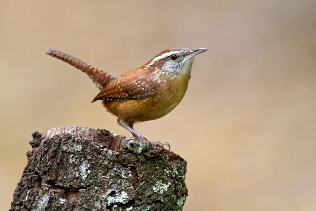 Carolina Wrens Perched on a Cut Wood 