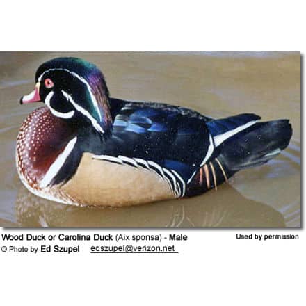 Wood Duck or Carolina Duck (Aix sponsa)