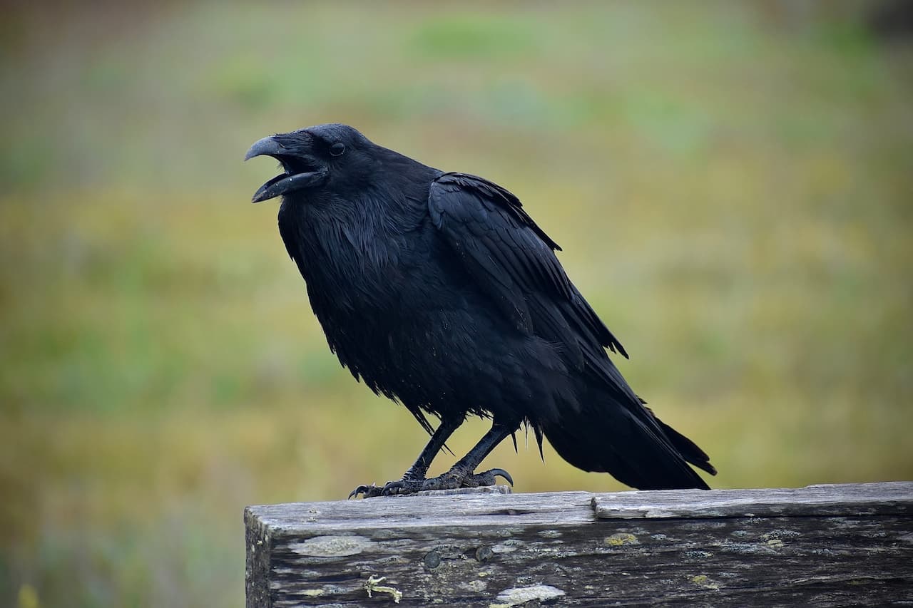 A black Carrion Crow sitting on a wooden fence during daytime.