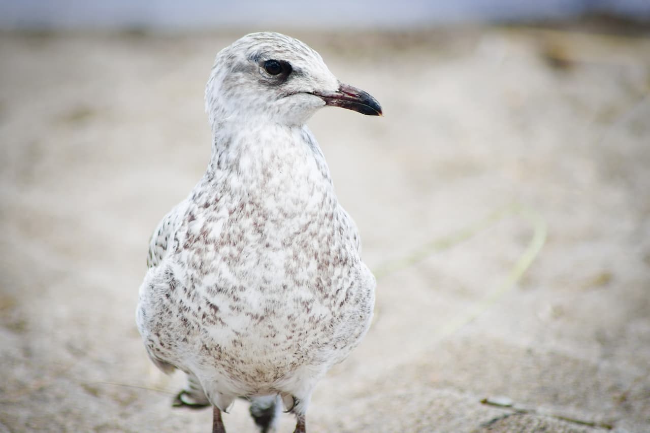 A Gull Standing On The White Sand