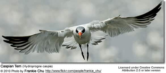 Caspian Gulls