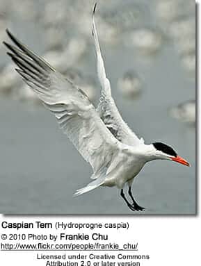 Caspian Tern (Hydroprogne caspia)