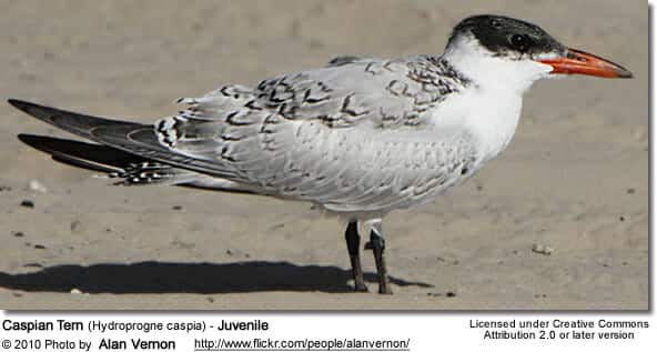 Caspian Tern (Hydroprogne caspia) - Juvenile