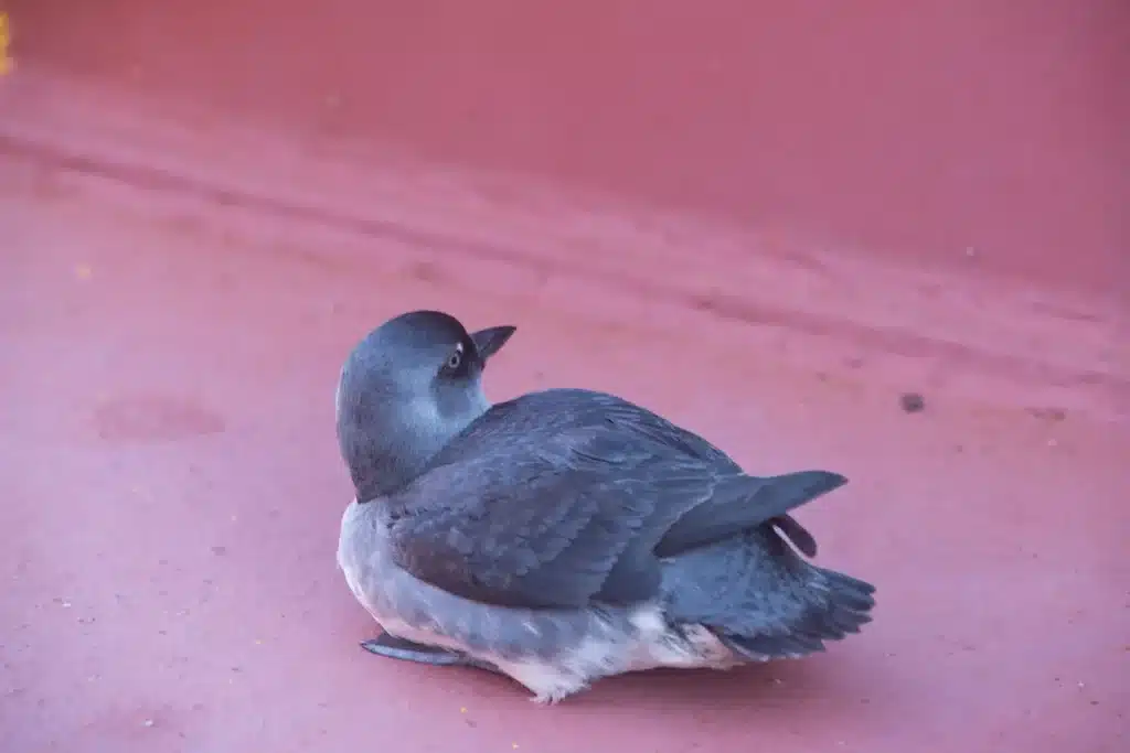Cassin's Auklets