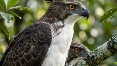 Cassin's Hawk-Eagles