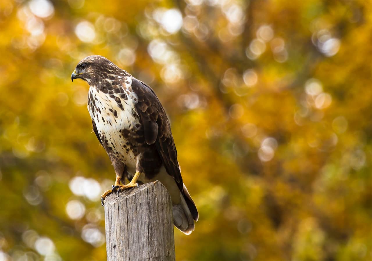 A Cassin’s Hawk-eagles standing on a log.