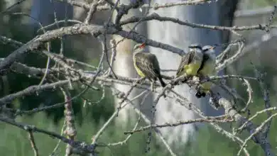 Four Cassin's Kingbirds Perched on Tree