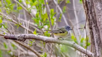 The Cassin's Vireo On The Tree