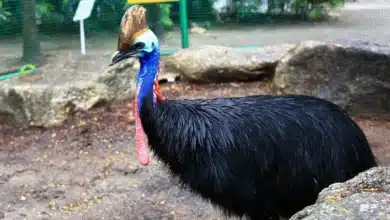 Cassowaries