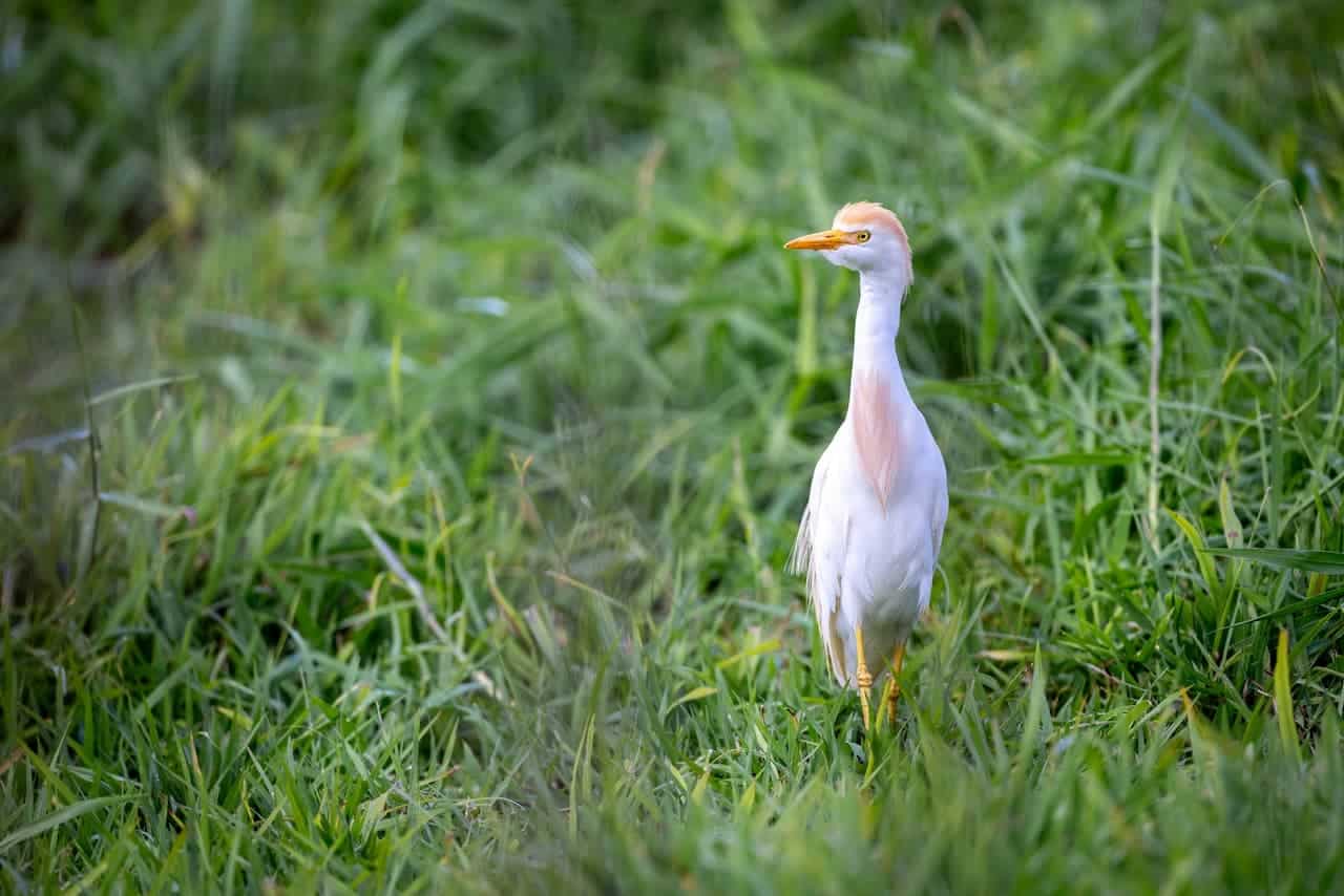 A Bird Standing In The Grass