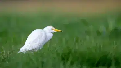 Cattle Egrets on the Grass