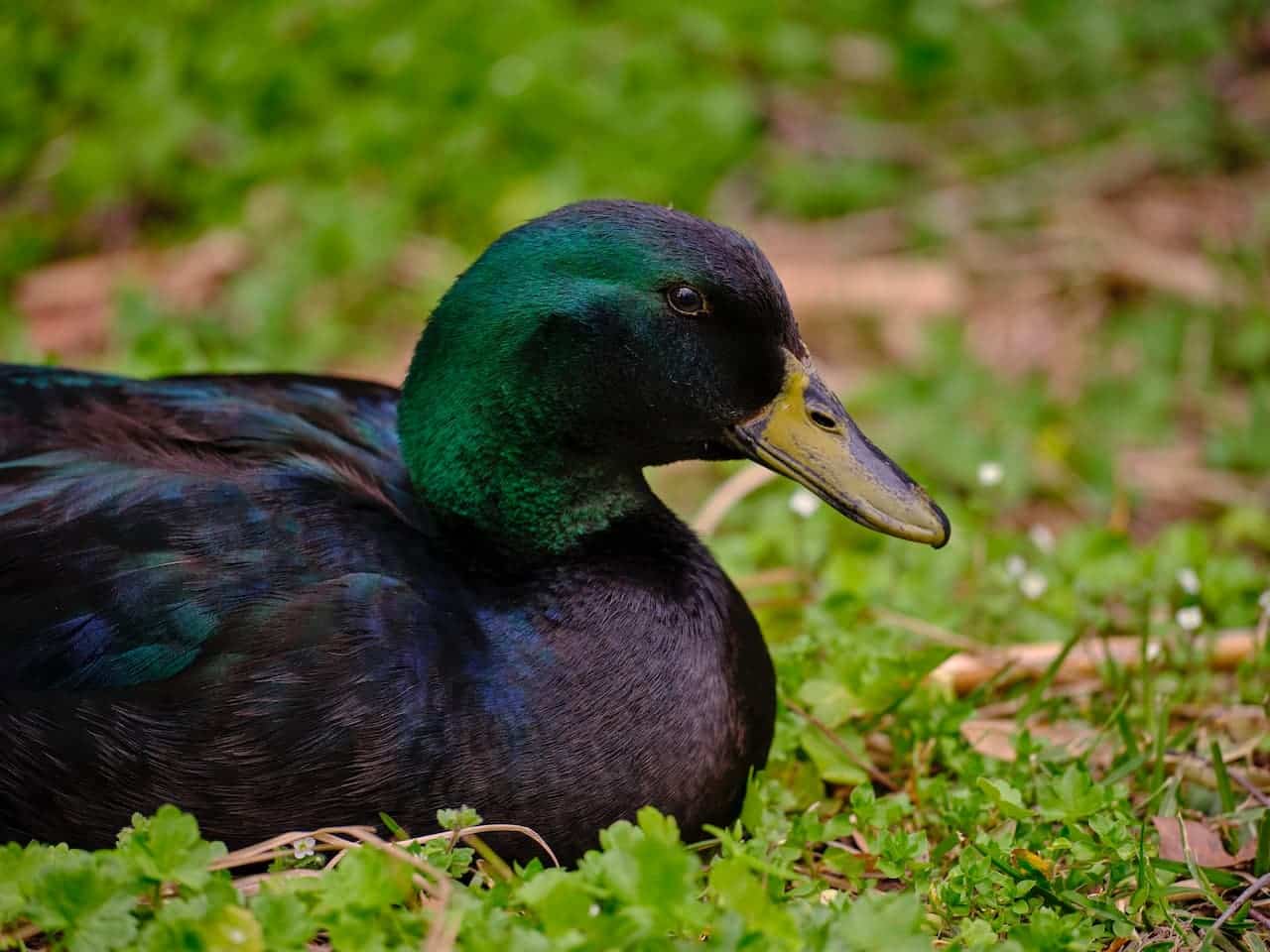 A duck lying on the grass