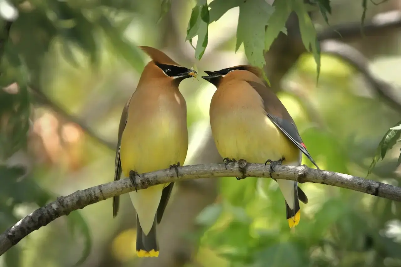 Two Cedar Waxwings birds sharing food to each other.