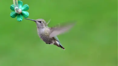 The Central America Hummingbirds Is Playing