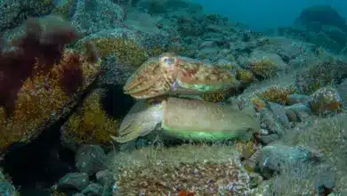 Two Cephalopods Underwater Image