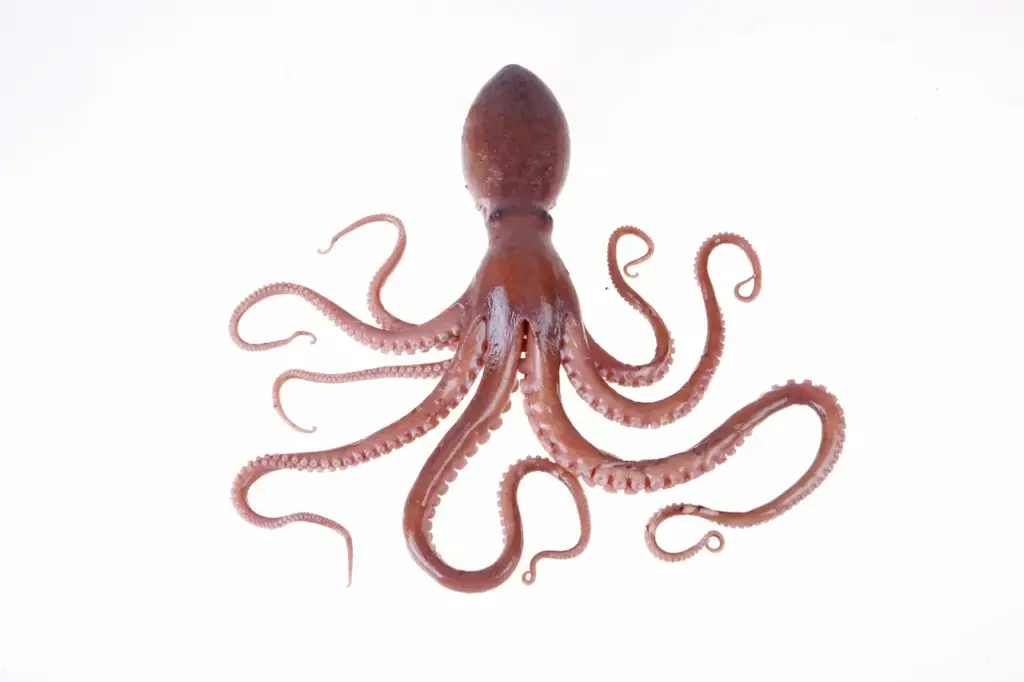 Cephalopods (Cephalopoda) Octopus On White Background