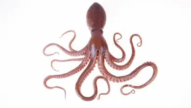Cephalopods (Cephalopoda) Octopus On White Background