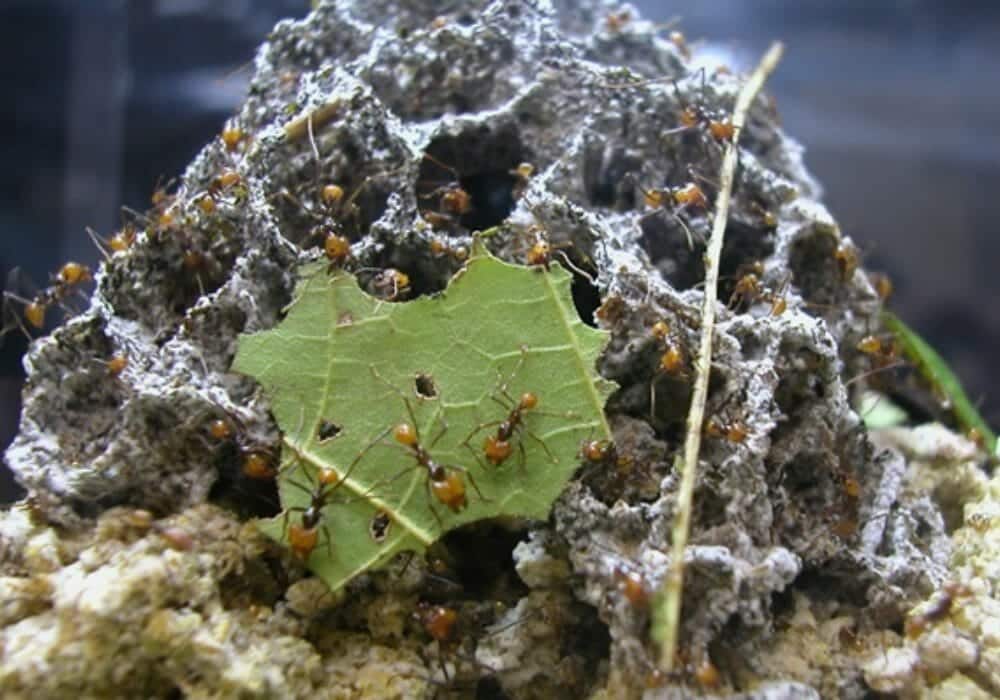 Ants Carrying A Leaf