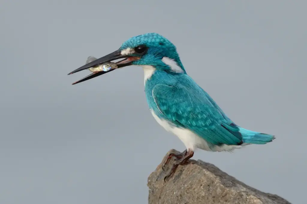 Eating Cerulean Kingfishers