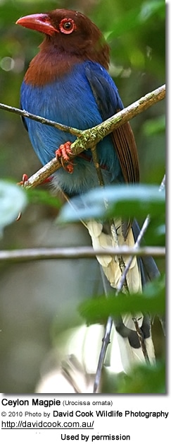 Ceylon Magpie (Urocissa ornata)