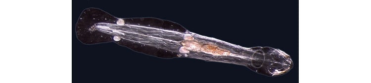 arrow worm photograph