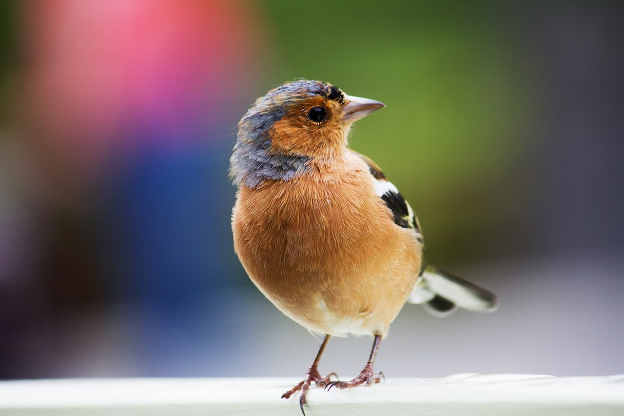 A Chaffinches bird sitting on a white cement.
