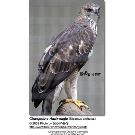 Changeable Hawk-eagle (Nisaetus cirrhatus)