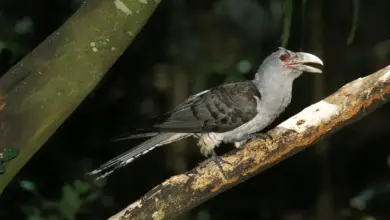 Channel-billed Cuckoos Perched on a Tree Branch