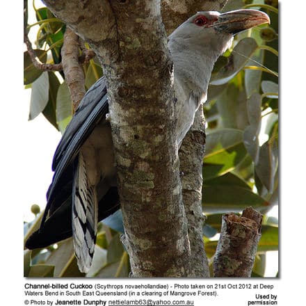 Channel-billed Cuckoo (Scythrops novaehollandiae)