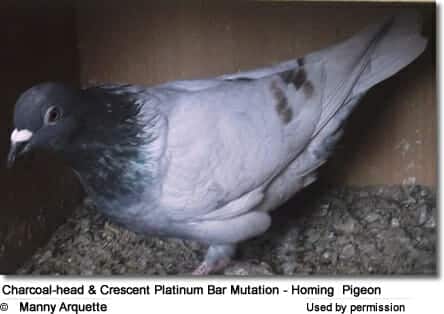 Charcoal-head and Crescent Platinum Bar Mutation - Homing Pigeon