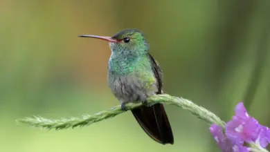 The Charming Hummingbirds Perched In Leaves