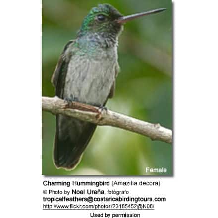 Charming Hummingbird (Amazilia decora) - Female