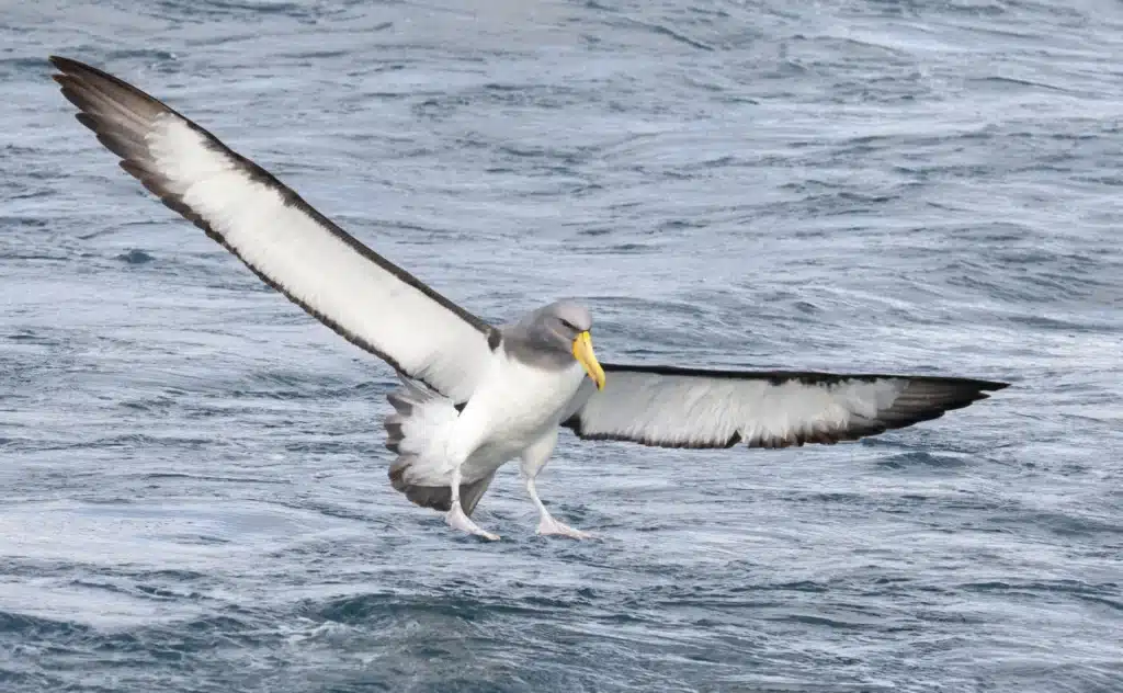 Chatham Albatrosses Flying 