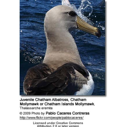 Juvenile Chatham Albatross, Chatham Mollymawk or Chatham Islands Mollymawk, Thalassarche eremita - Juvenile