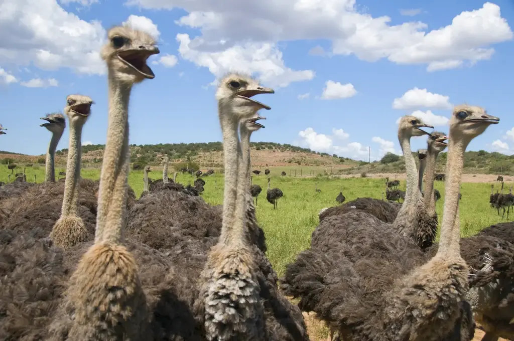 Chattering Ostriches 