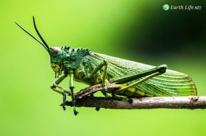 Check list of the Heteroptera of Europe Cricket