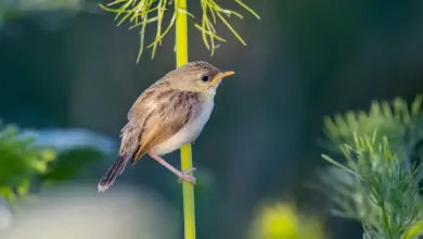 Checklist of Birds of the World