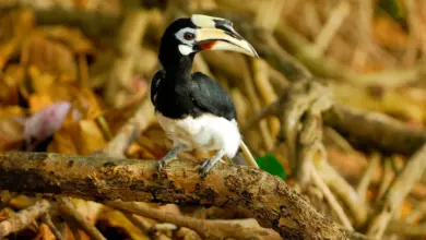 Checklist of Hornbills