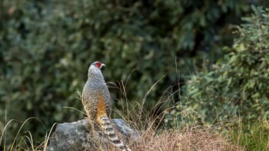 Cheer Pheasants on Top of the Rock