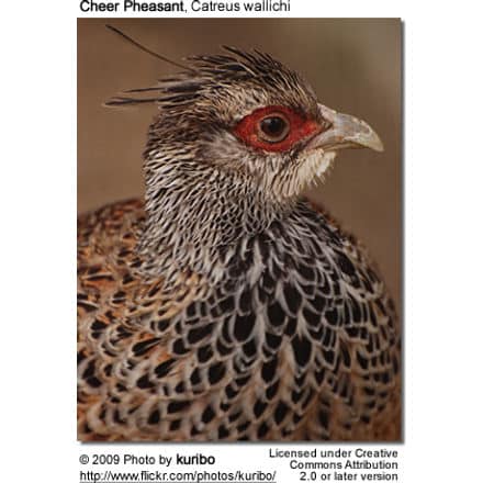 Close-up photo of a Cheer Pheasant (Catreus wallichi) with detailed plumage patterns, which are reminiscent of those seen in Tufted Titmice. The bird has a distinctive red patch around its eye and intricate brown and white feathering. The image includes a credit to the photographer, kuribo, dated 2009.