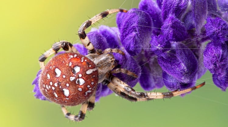 Chelicerate Spider Araneus Trifolium