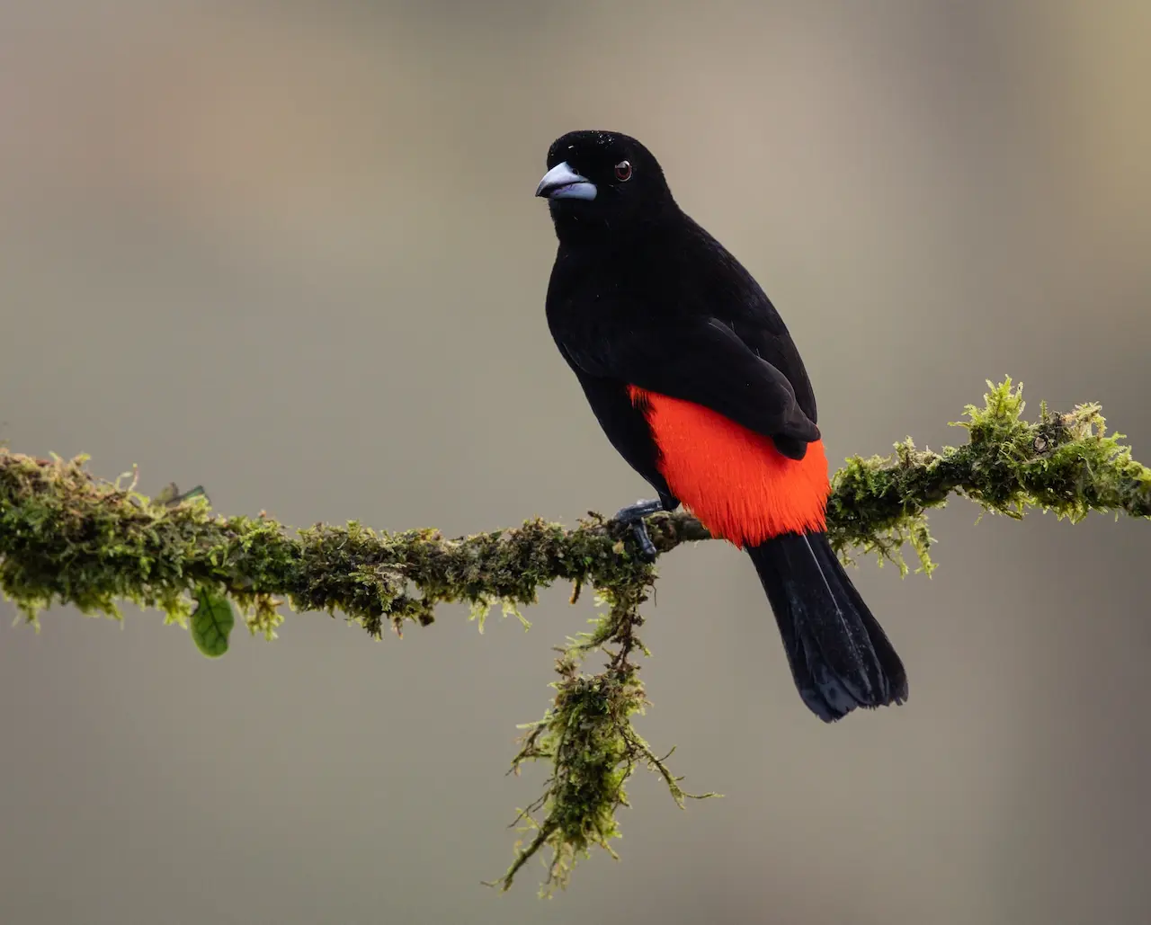The Cherrie's Tanager Perched In The Branch Of A Wood