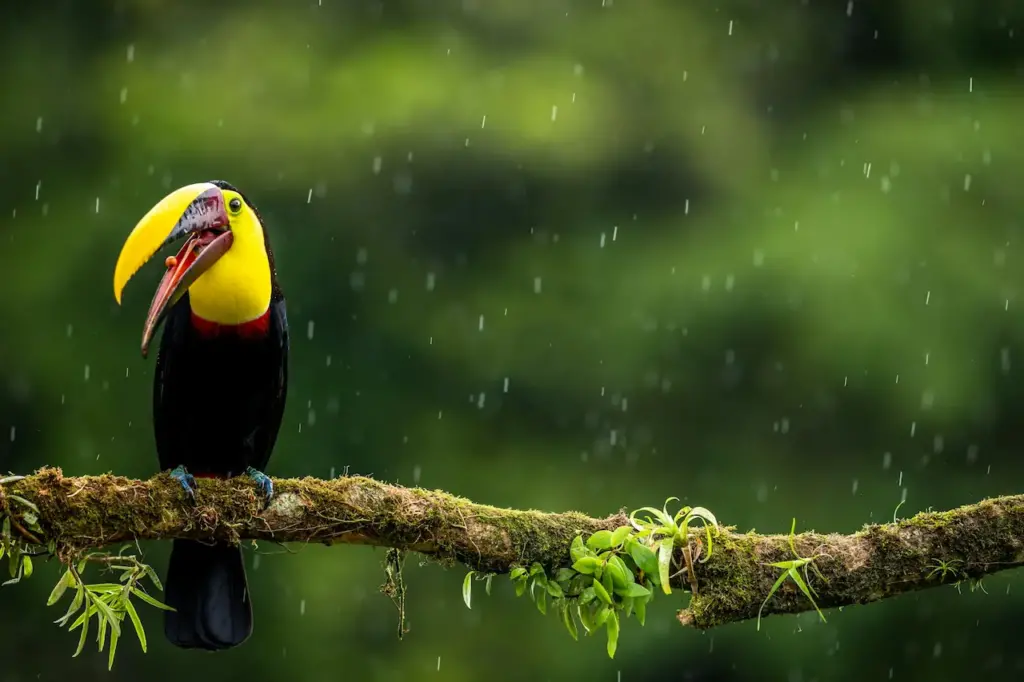 Chesnut-mandibled Toucan Perched In The Rain