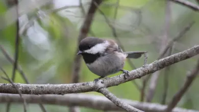 A chestnut-backed chickadee On The Tree