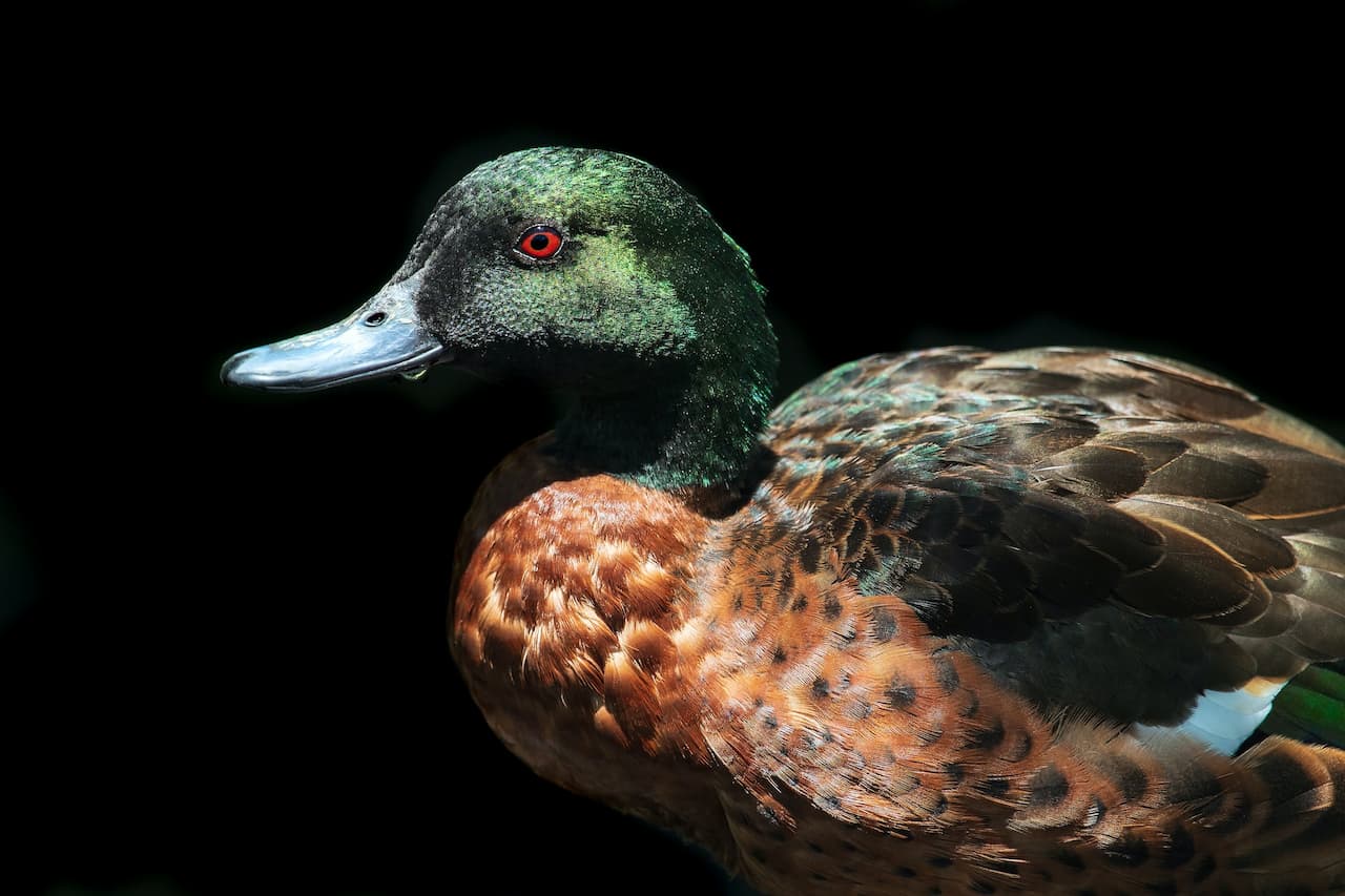 Chestnut Teal