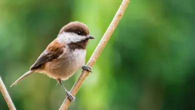 Chestnut-backed Chickadee Perched on a Thorn