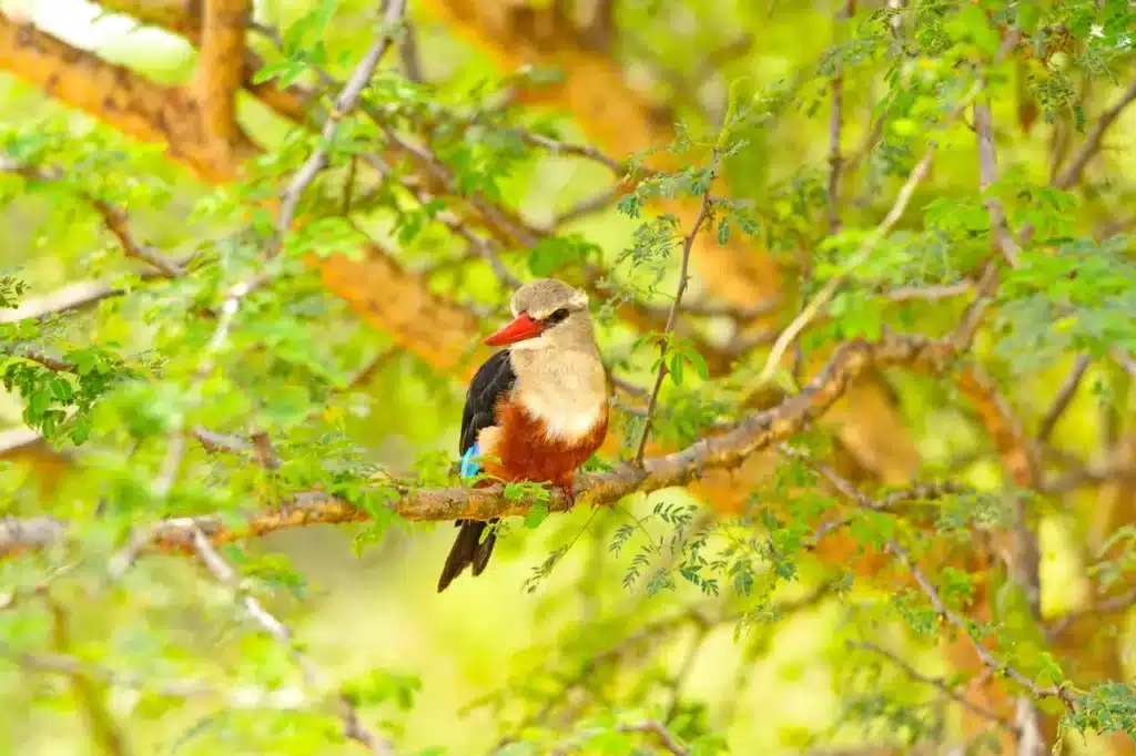Chestnut-bellied Kingfishers 
