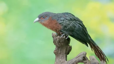 Chestnut-breasted Malkohas